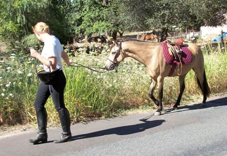 Cassie at 5 years not minding the road