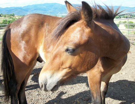 Cocoa as a yearling