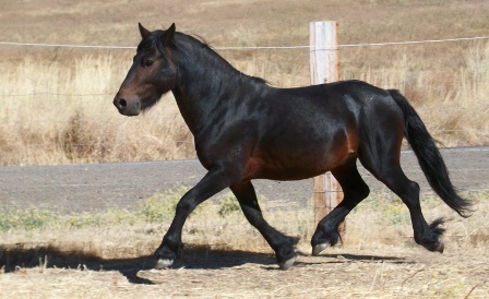 Copper as a five year old trotting