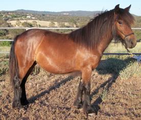 Princess Eleanor as a yearling