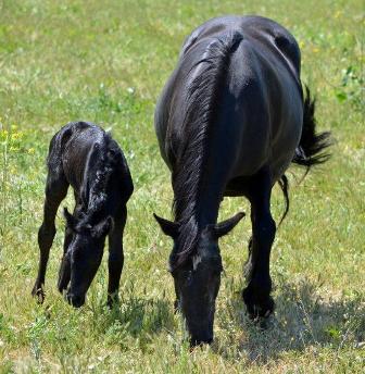 first taste of grass