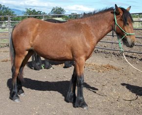 Lydia as a yearling