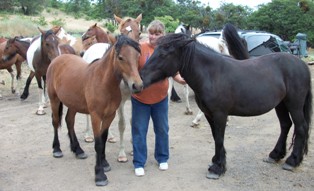 Margie as a 4 year old next to a bay yearling
