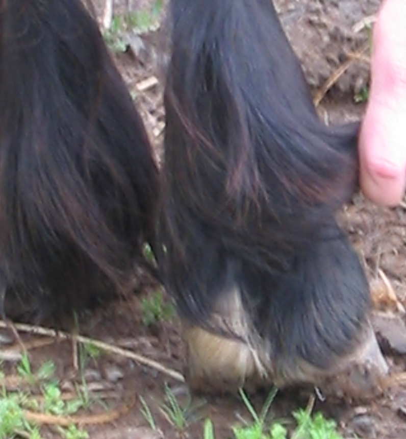 only marking on hind right