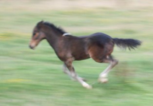 Pepper running