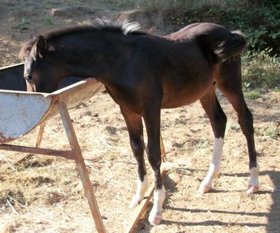 markings showing up against dark legs