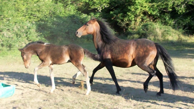 Pepper with dam playing