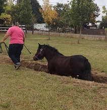 Princess Eleanor in a ditch