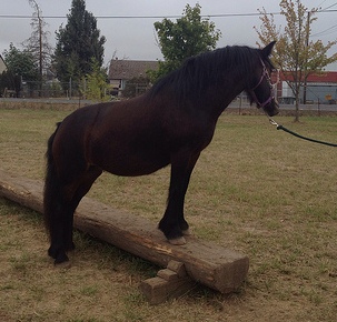 Princess Eleanor standing on a log Sept 2012