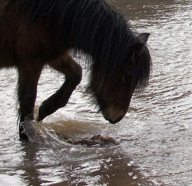 Princess pawing the water