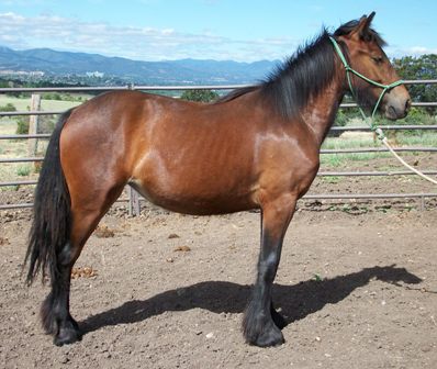Yearling just pulled in from pasture