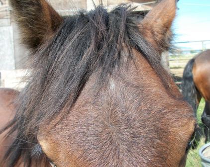 Scattered white hairs visible as a yearling