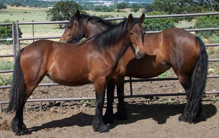 Ruby with half sister Clarabel