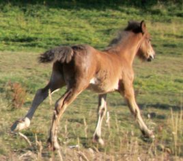 Victor running